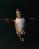 Rufous Hummingbird