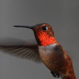 Male Rufous Hummingbird