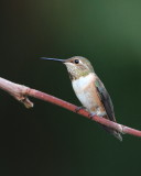  Rufous Hummingbird