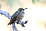  Rufous Hummingbird