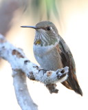  Rufous Hummingbird