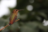 Rufous Hummingbird