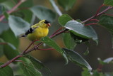 American Goldfinch