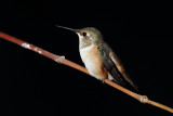  Rufous Hummingbird