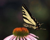  Purple Coneflower and Western Tiger Swallowtail