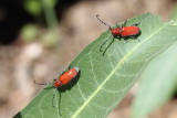 Red Milkweed Beetle, Tetraopes tetrophthalmus, on Showy Milkweed,  Asclepias speciosa