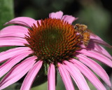  Honeybee on Coneflower, Echinacea purpurea