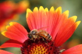  Honey bee on Gaillardia