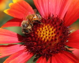 Honeybee on Gaillardia aristata