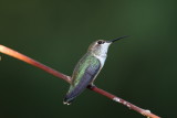 Rufous Hummingbird.