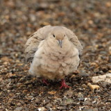 Mourning Dove