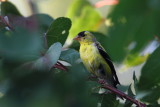 American Goldfinch in Apricot Tree