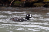 Male Harlequin