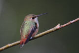 Rufous Hummingbird