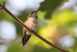  Rufous Hummingbird