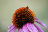  Pollinator on Puple Coneflower