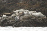 Harbor Seals, Seal Rock State Park, Oregon