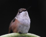Rufous Hummingbird