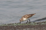 Least Sandpiper