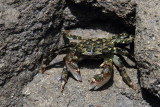 Pachygrapsus crassipes, striped shore crab