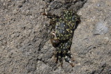 Pachygrapsus crassipes, striped shore crab