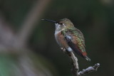 Rufous Hummingbird