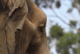  Elephant, San Diego Zoo