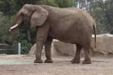 Elephant,  San Diego Zoo
