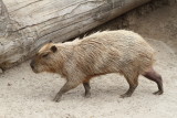   Capybara