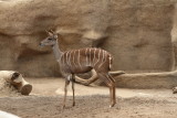 Lesser kudu