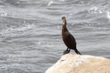  Double-crested Cormorant