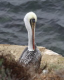  Brown Pelican