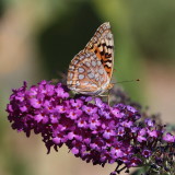  Fritallary Butterfly Speyeria sp.