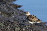 Least Sandpiper