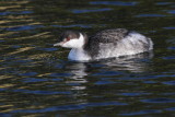 Horned Grebe