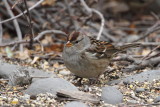 Juvenile White-crowned Sparrow