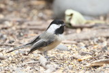 Black-capped Chickadee