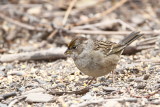 Gold-crowned Sparrow