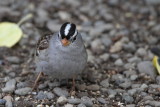 White-crowned Sparrow