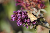 Woodland Skipper on Butterfly Bush