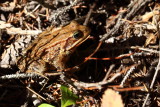 Cascades Frog or Red-legged Frog?