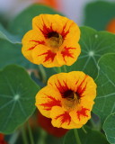  Nasturtium