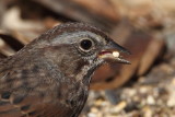 Song Sparrow