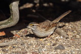 White-throated Sparrow