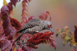 Northern Flicker (intergrade)