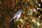 California Scrub Jay