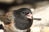 Dark-eyed junco