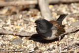 Dark-eyed Junco