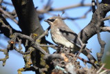 Cedar Waxwing