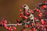 Cedar Waxwing